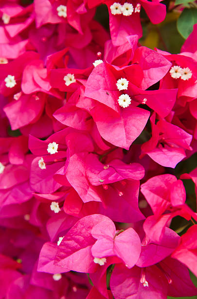 istock Bougainvillea Flower 471430625