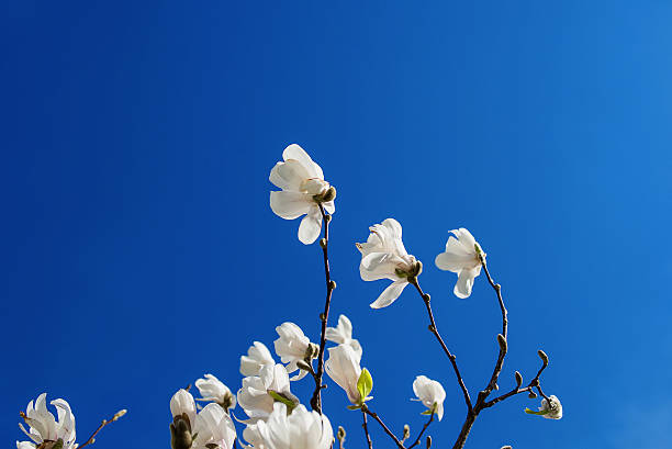 istock blooming magnolia on a sunny day 471430658
