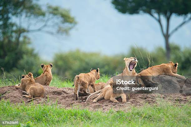 Foto de Leoa Com Filhotes Na Verde Planícies De Masai Mara e mais fotos de stock de Reserva Nacional de Masai Mara - Reserva Nacional de Masai Mara, Animais de Safári, Animal