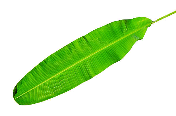 istock Green fresh banana leaf isolated with clipping path. 471431759