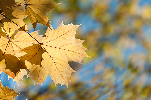 istock Leave of maple [genus Acer] 471431787