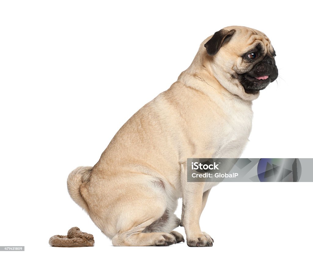 Pug, 3 years old, defecating against white background Dog Stock Photo