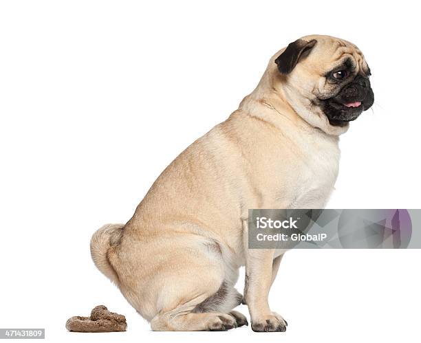 Pug 3 Years Old Defecating Against White Background Stock Photo - Download Image Now