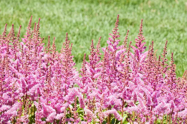 "Maggie Daley" Astilbe, named in honor of Chicago's First Lady, wife of former mayor Richard M. Daley.  Astilbe is also called False Goatsbeard