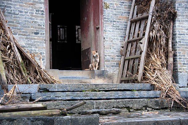 Resting Dog at the entrance of a house in the famous and touristic Chinese village, Huangyao or Huang Yao, in the South China Karst area. The movie, \