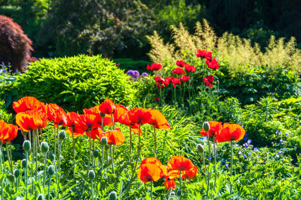 istock Poppy in lush garden 471432027