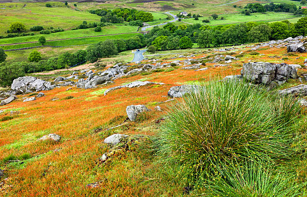 A photograph of the English countryside including rugged landscape and the hilly undulations which form part of the North York Moors National Park. The rocks in this region of Yorkshire were formed during the Jurassic geological period. The North York Moors is one of the largest national parks in the UK and also one of the largest areas of heather moorland. The heather (Calluna vulgaris) flowers mainly in late summer. The area is popular for tourists and the main attraction seems to be walking through this rugged and most beautiful of natural landscapes. This photograph was taken in late spring near the town of Goathland, Yorkshire.  The North York Moors are a popular tourist attraction. This shot was taken in spring and it's a bright day with clouds and a blue sky. In the foreground we see some rocks and wild grasses including a patchy cover of lowing level red flowers.