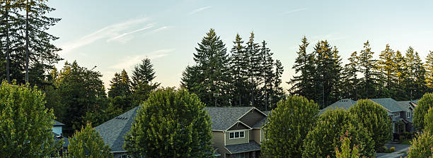 Casas rodeada por árvores (XXXL) - fotografia de stock