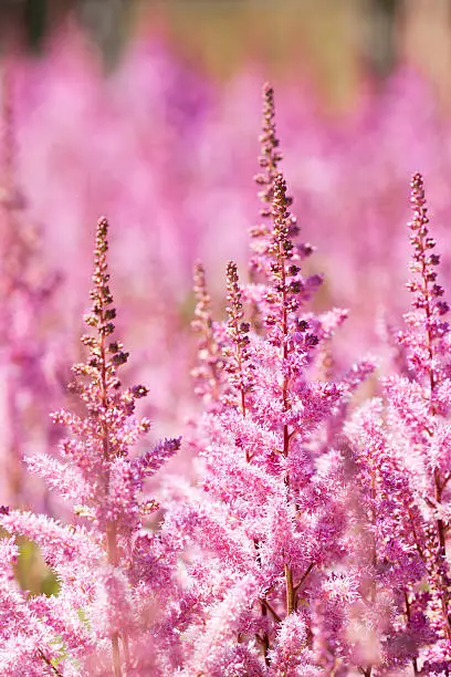 Close-up image of "Maggie Daley" Astilbe, named for Chicago's Mayor Richard M. Daley's wife.  Astilbe is also known as goatsbeard.  Shallow depth of field with focus on foreground