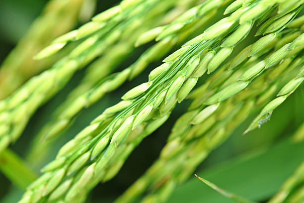 rice plant in close up