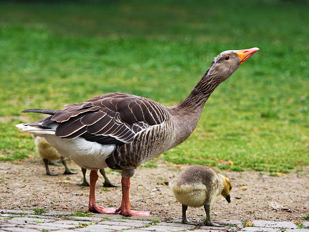 istock Duck Family. color image 471433228