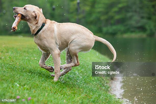 犬が Fetch ます - しずくのストックフォトや画像を多数ご用意 - しずく, しぶきを上げる, イエローラブラドール