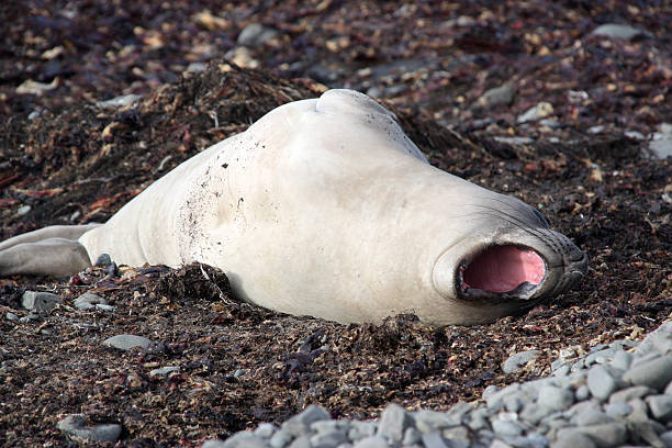 elefante marinho do sul - animal elephant seal seal yawning - fotografias e filmes do acervo