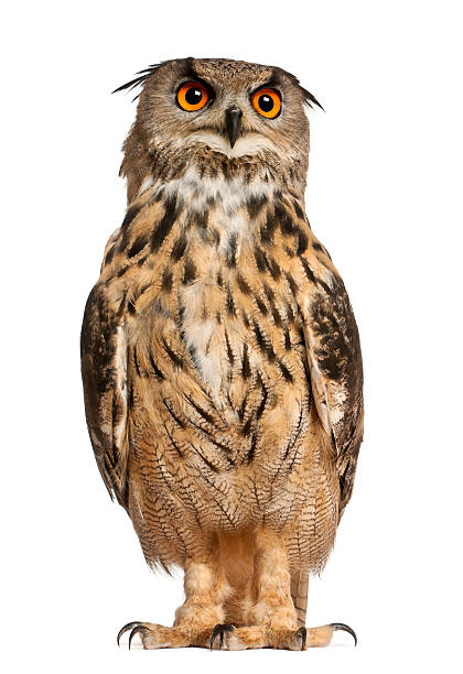 istock Portrait of Eurasian Eagle-Owl 471433861