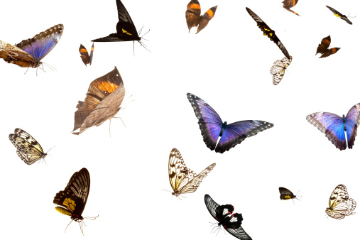 Many butterflies, flying on a white background.