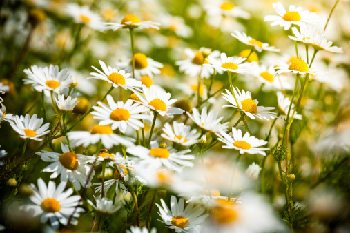 Wild camomiles in the green grass