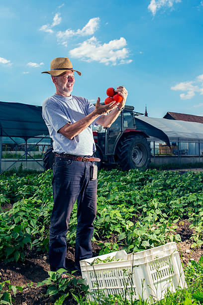 istock Proud farmer examining fresh tomatoes 471434931