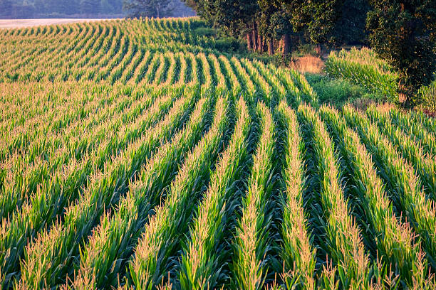 istock Rows of Corn Stalks in Early Morning Sunlight on Farm 471435447