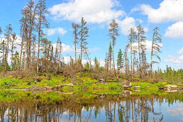 istock Dead Pines in the North Woods 471435981