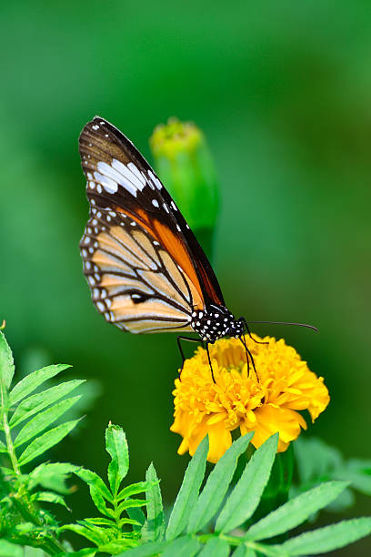 istock Monarch Butterfly on yellow Flower 471436139