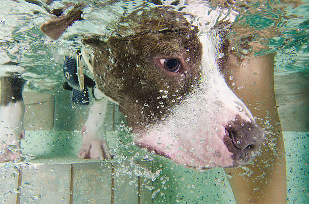 Pitbull Underwater stock photo