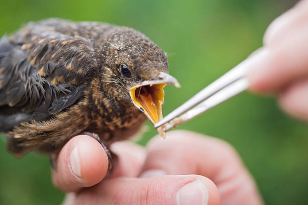 beak open little blackbird sitting on the finger and we are fed with tweezers, aufzucht stock pictures, royalty-free photos & images