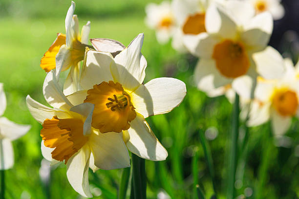 Daffodils in sunshine. stock photo
