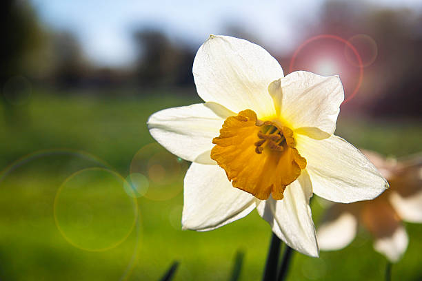 Daffodil in sunshine. stock photo