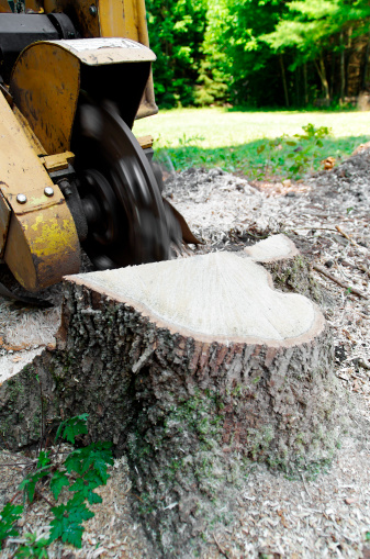 The high speed carbide tipped blade of an industrial stump grinder cutting into a tree stump.