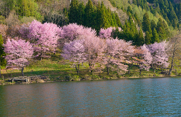 istock Cherry blossoms in Omachi, Nagano, Japan 471437456