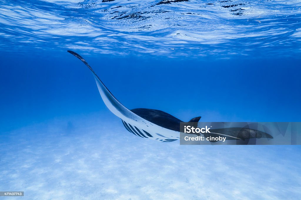 Manta Birostris wildlife manta ray in the Indian Ocean to the Maldives Manta Ray Stock Photo