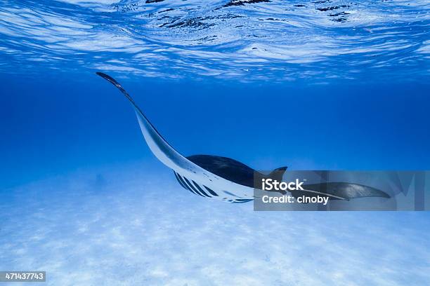 Manta Birostris Stock Photo - Download Image Now - Manta Ray, Maldives, Ray - Fish