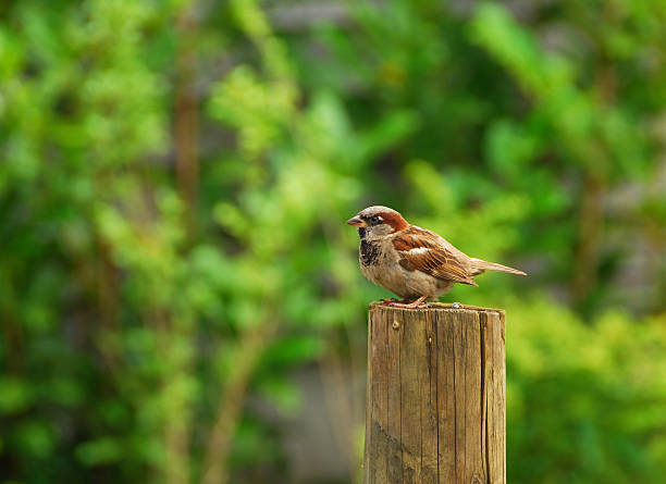 istock House Sparrow resting on a wooden post. 471438209