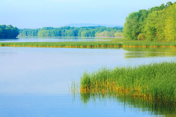 спокойные воды, reeds, деревья, мягкий свет-вермонт - riverbank marsh water pond стоковые фото и изображения