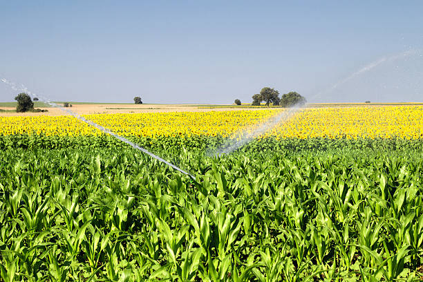 istock Water for the agriculture field 471438427