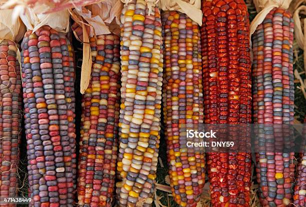 Maíz Criollo Foto de stock y más banco de imágenes de Maíz criollo - Maíz criollo, Maíz - Alimento, Cultura hindú