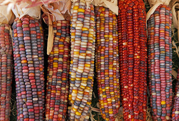 インドのトウモロコシ - autumn corn indian corn decoration ストックフォトと画像