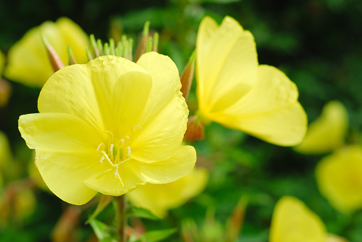 Evening Primrose - Oil from this plant is often used in soaps and cosmetics and skincare.