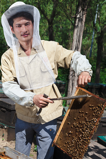 East asian young beekeeper wearing protective clothing, holding a frame of honeycomb covered with swarming bees