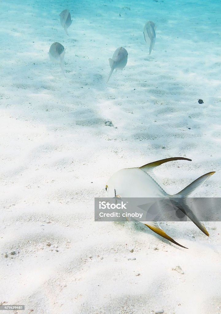 Ocean Floor tropical fish on ocean floor Animal Stock Photo