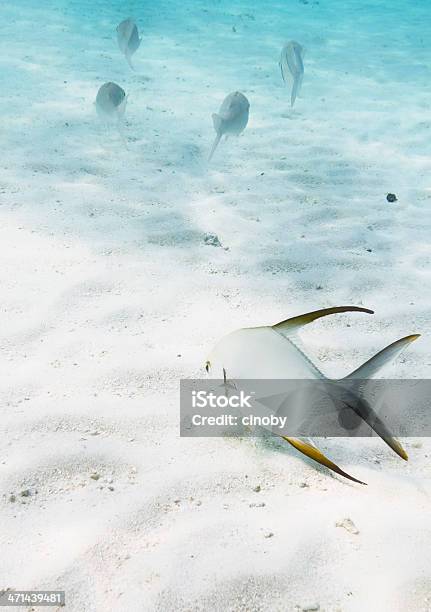 Ocean Floor Stock Photo - Download Image Now - Animal, Animal Markings, Animal Wildlife