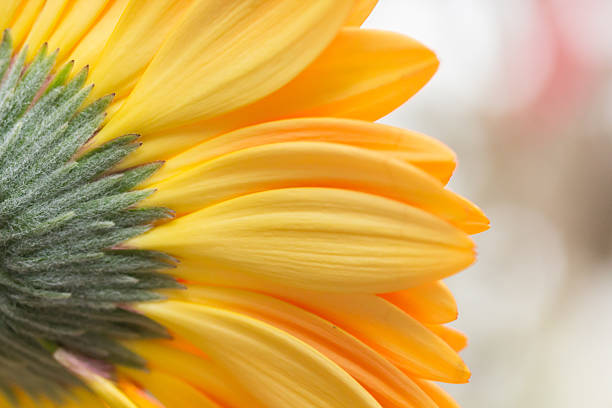 istock Yellow gerbera flower,Photos from the rear 471440180
