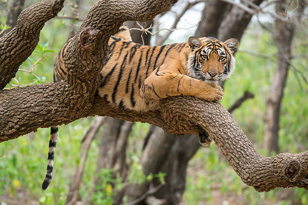 tigre del bengala (panthera tigri tigri) su un albero, animali scatto - tiger india ranthambore national park undomesticated cat foto e immagini stock