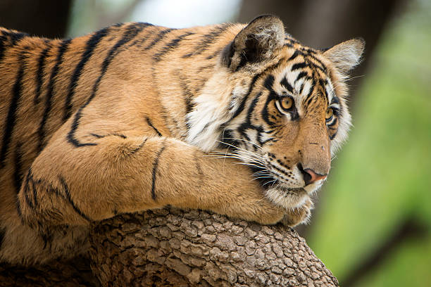 istock Bengal tiger (Panthera tigris tigris) on a tree, wildlife shot 471440424