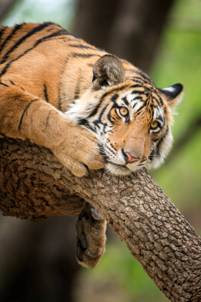 istock Bengal tiger (Panthera tigris tigris) on a tree, wildlife shot 471440426