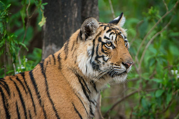 istock Juvenile Bengal tiger (Panthera tigris tigris), wildlife shot 471440428