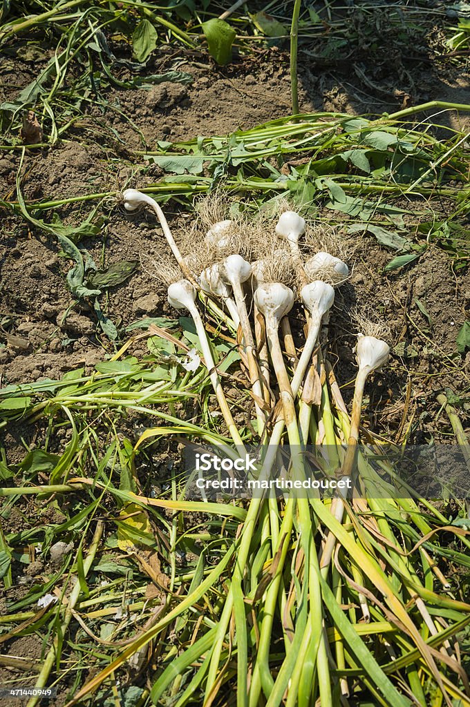 Racimo de recién recogido y limpia lámparas con ajo. - Foto de stock de Aderezo libre de derechos