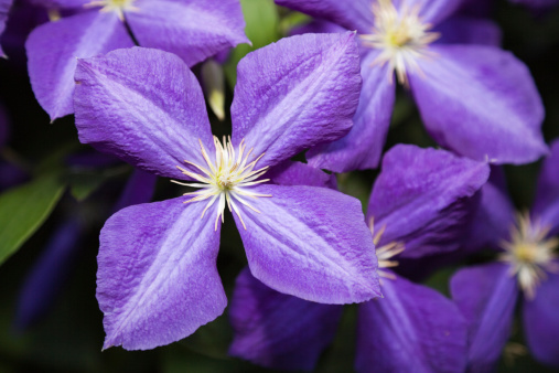 Flowering Purple Clematis