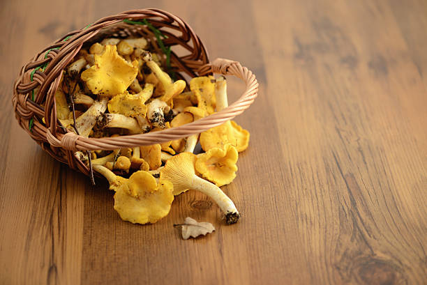 golden chanterelle mushroom (Cantharellus cibarius) in a basket falling out on table.