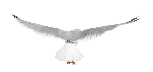 European Herring Gull, Larus argentatus, flying against white background
